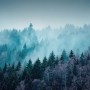 Misty Forest View Wallpaper Mural