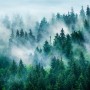 Foggy Pine Forest Wallpaper Mural