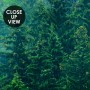 Foggy Pine Forest Wallpaper Mural