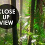 Tropical Forest Jungle Scenery Wallpaper Mural