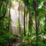 Tropical Forest Jungle Scenery Wallpaper Mural