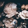 Dark Floral Peony Bouquet Wallpaper Mural