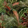 Tropical Rainforest with Little Birds Wallpaper Mural
