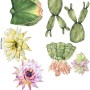 Watercolor Pink Yellow Cactus Florals Wall Decal Sticker