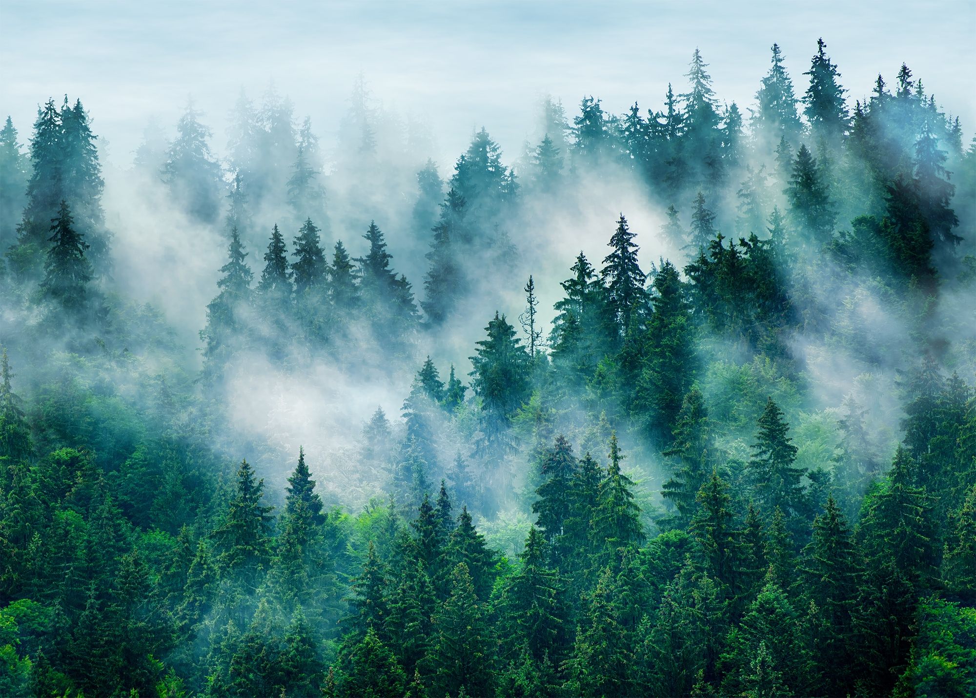 Foggy Pine Forest Wallpaper Mural • Wallmur®