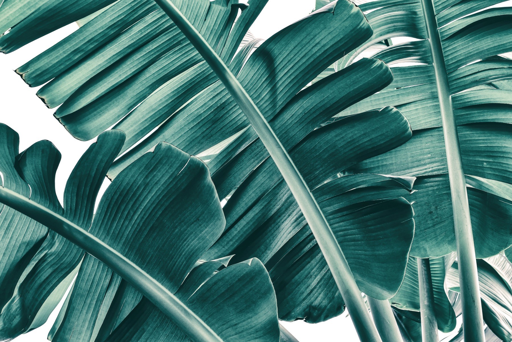green palm wallpaper
